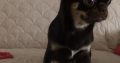 Male Chihuahua puppy 6 months old in Dublin