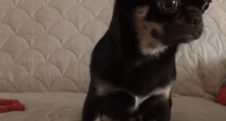 Male Chihuahua puppy 6 months old in Dublin