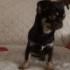 Male Chihuahua puppy 6 months old in Dublin