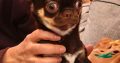 Male Chihuahua puppy 6 months old in Dublin
