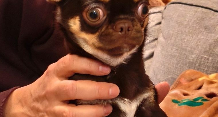 Male Chihuahua puppy 6 months old in Dublin