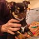 Male Chihuahua puppy 6 months old in Dublin