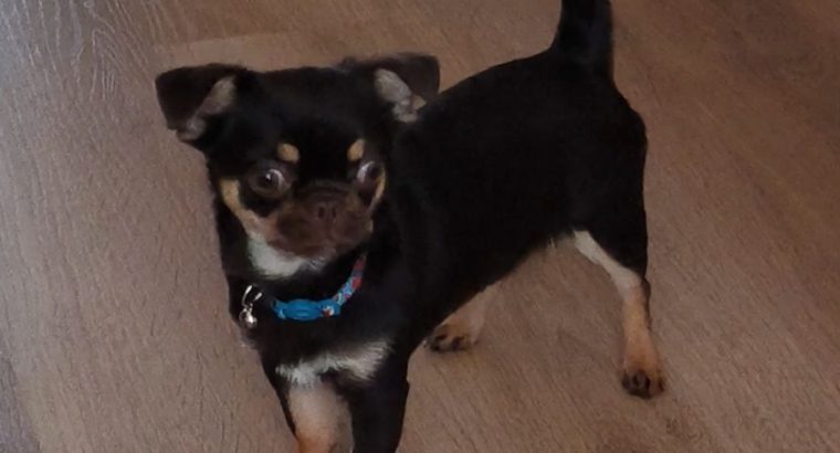 Male Chihuahua puppy 6 months old in Dublin