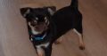 Male Chihuahua puppy 6 months old in Dublin