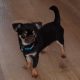 Male Chihuahua puppy 6 months old in Dublin