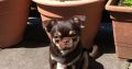 Male Chihuahua puppy 6 months old in Dublin