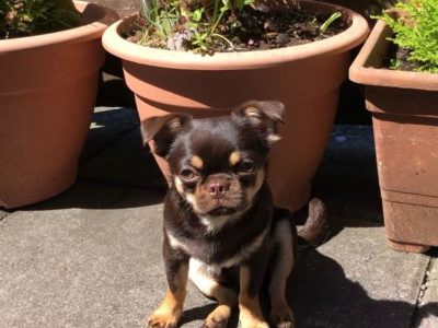 Male Chihuahua puppy 6 months old in Dublin