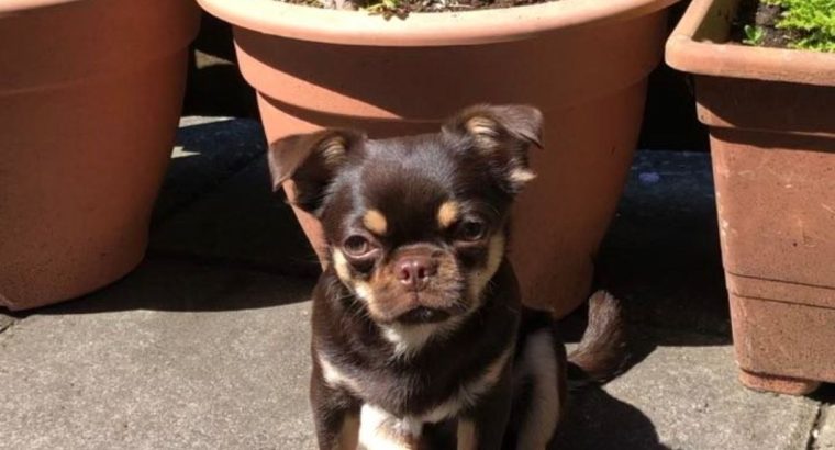 Male Chihuahua puppy 6 months old in Dublin
