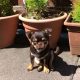 Male Chihuahua puppy 6 months old in Dublin