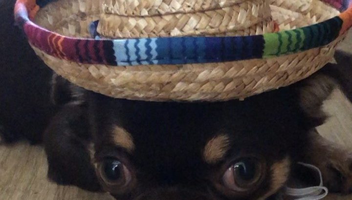 Male Chihuahua puppy 6 months old in Dublin