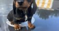 Dachshund puppies