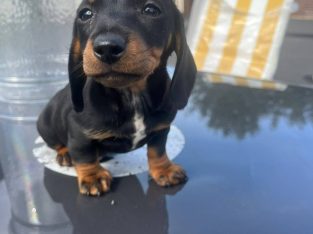 Dachshund puppies