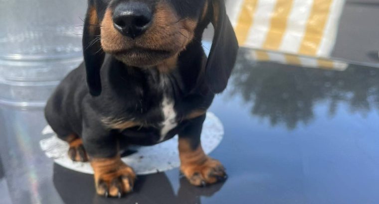 Dachshund puppies
