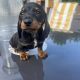 Dachshund puppies