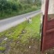 ROUGH COLLIE PUPS