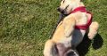 Rehoming: Beautiful, Gentle 11-Week-Old IKC Golden Retriever