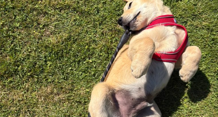 Rehoming: Beautiful, Gentle 11-Week-Old IKC Golden Retriever