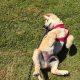Rehoming: Beautiful, Gentle 11-Week-Old IKC Golden Retriever