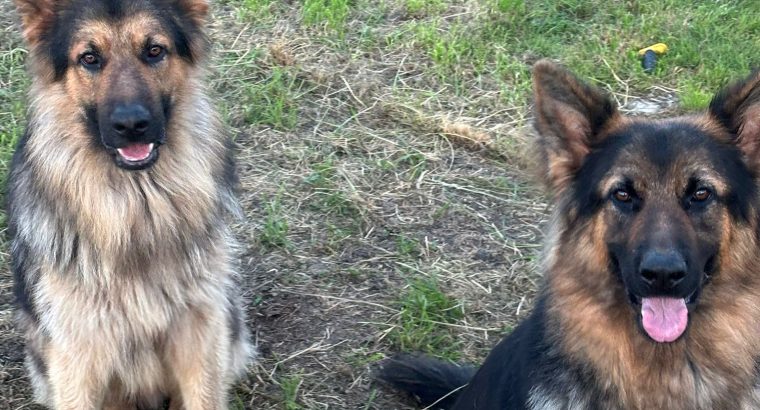 Beautiful german shepherd