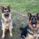 Beautiful german shepherd