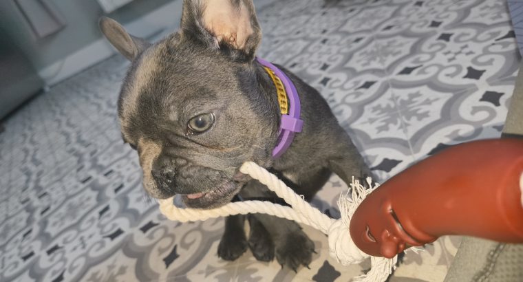 French Bulldog puppy -15 weeks
