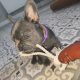 French Bulldog puppy -15 weeks