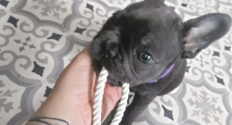Frenchie -16 wks old