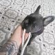 Frenchie -16 wks old