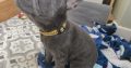 Frenchie -16 wks old