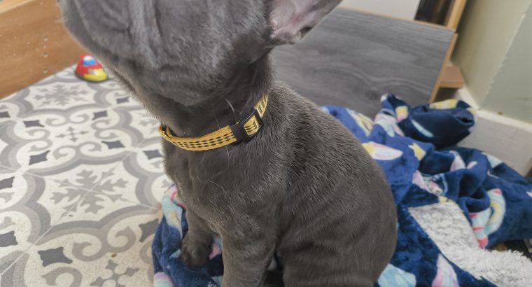 Frenchie -16 wks old