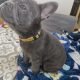 Frenchie -16 wks old