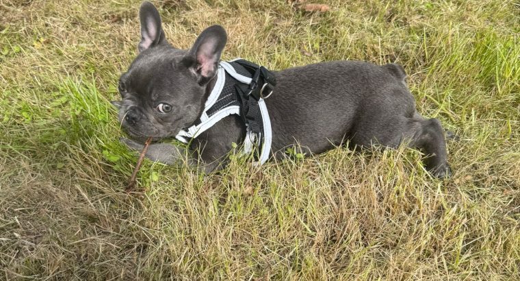 French Bulldog puppy -15 weeks
