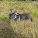 French Bulldog puppy -15 weeks