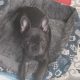 Frenchie -16 wks old