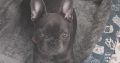French Bulldog puppy -15 weeks