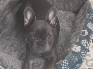 French Bulldog puppy -15 weeks
