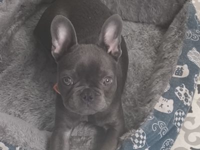 French Bulldog puppy -15 weeks