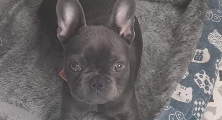 French Bulldog puppy -15 weeks