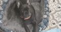 Frenchie -16 wks old