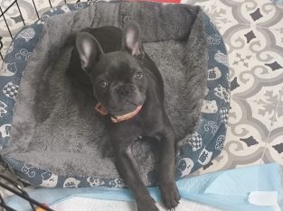 Frenchie -16 wks old