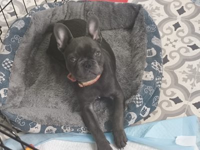 Frenchie -16 wks old