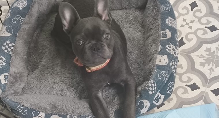 Frenchie -16 wks old