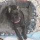 Frenchie -16 wks old