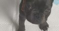 French Bulldog puppy -15 weeks