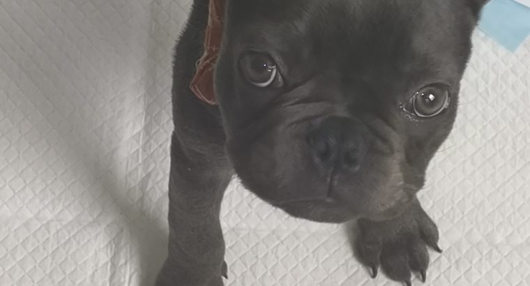 French Bulldog puppy -15 weeks