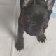 French Bulldog puppy -15 weeks