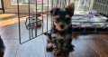 Yorkshire terrier puppies girls miniature
