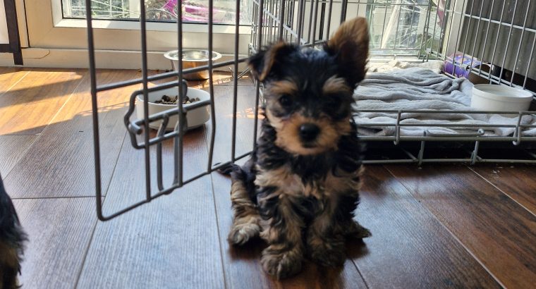 Yorkshire terrier puppies girls miniature
