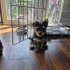 Yorkshire terrier puppies girls miniature