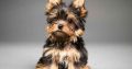 Yorkshire terrier puppies girls miniature